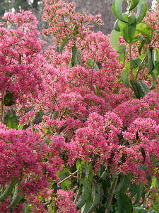 Dekoratives Vorschaubild des Artikels "Sieben Shne des Himmels-Strauch Temple of Bloom, PBR" (Bildbeschreibung ist in Arbeit)