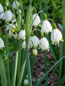 Dekoratives Vorschaubild des Artikels "Sommer-Knotenblume" (Bildbeschreibung ist in Arbeit)