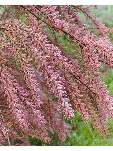 Sommer-Tamariske Pink Cascade: (Bildbeschreibung ist in Arbeit)
