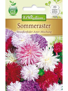 bienenfreundliche - Sommeraster Strauenfeder-Aster-Mischung: (Bildbeschreibung ist in Arbeit)