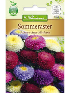 Samen - Sommerastern Pompon-Aster-Mischung