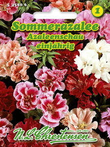 Samen - Sommerazalee Azaleenschau: (Bildbeschreibung ist in Arbeit)
