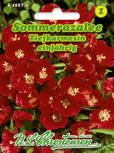 Samen - Sommerazalee Tiefkarmesin: (Bildbeschreibung ist in Arbeit)