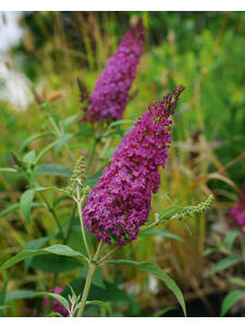 Sommerflieder Butterfly Tower Purple: (Bildbeschreibung ist in Arbeit)