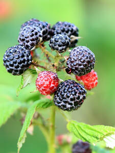 Sommerhimbeere Black Jewel: (Bildbeschreibung ist in Arbeit)