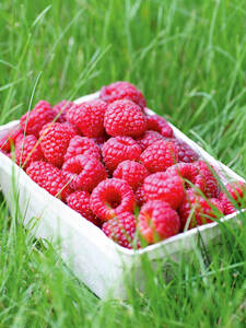 Sommerhimbeere Willamette: (Bildbeschreibung ist in Arbeit)