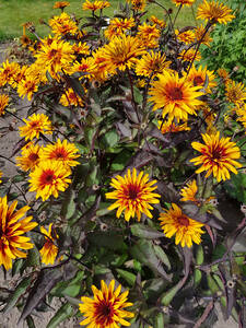 Sonnenauge Yellow Spider: (Bildbeschreibung ist in Arbeit)
