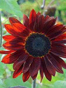 Sonnenblume Desire Red, F1