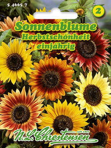 bienenfreundliche - Sonnenblume Herbstschnheit