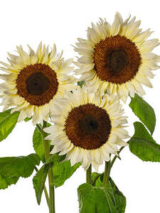 Sonnenblume ProCut White Nite, F1: (Bildbeschreibung ist in Arbeit)