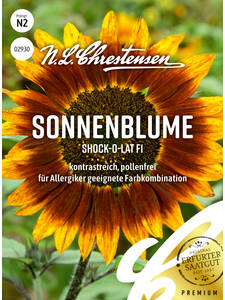 Samen - Sonnenblume Shock-o-lat, F1: (Bildbeschreibung ist in Arbeit)
