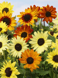 Sonnenblume Soluna Mix