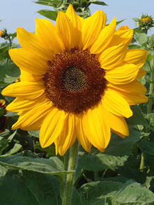 Sonnenblume Vincents Choice Deep Orange, F1: (Bildbeschreibung ist in Arbeit)