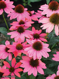 Dekoratives Vorschaubild des Artikels "Sonnenhut Papallo Dragon Fruit" (Bildbeschreibung ist in Arbeit)