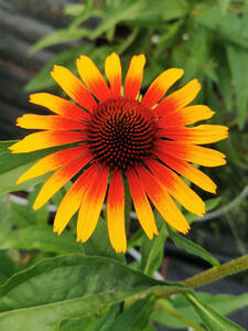 Blumen Jungpflanzen - Sonnenhut Unica Yellow with Red Center: (Bildbeschreibung ist in Arbeit)
