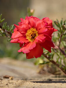 Steingartenpflanzen - Sonnenrschen Cerise Queen: (Bildbeschreibung ist in Arbeit)