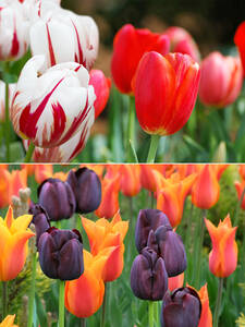 Sortiment Tulpenträume Sortiment Tulpenträume