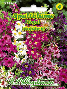 Samen - Spaltblume Topsi: (Bildbeschreibung ist in Arbeit)