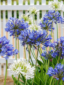 Blumenzwiebeln - Sparset Schmucklilien: (Bildbeschreibung ist in Arbeit)