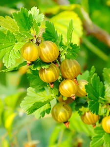 Stachelbeere Invicta (Stamm): (Bildbeschreibung ist in Arbeit)