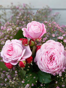 Stammrose Rosengrfin Marie Henriette: (Bildbeschreibung ist in Arbeit)