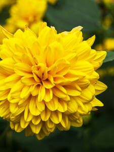 Staudensonnenblume Solei dOr: (Bildbeschreibung ist in Arbeit)