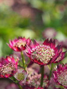 Dekoratives Vorschaubild des Artikels "Sterndolde Moulin Rouge" (Bildbeschreibung ist in Arbeit)