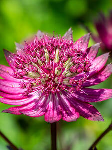 Pflanzen - Sterndolde Pink Joyce: (Bildbeschreibung ist in Arbeit)