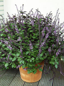 Strauchbasilikum Pflanze  robust & aromatisch
