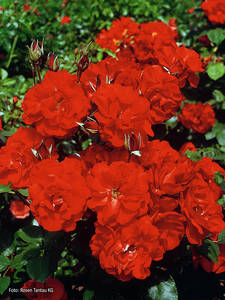 Strauchrose Castella