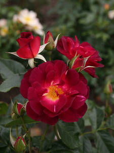 Strauchrose Ile de Fleurs: (Bildbeschreibung ist in Arbeit)