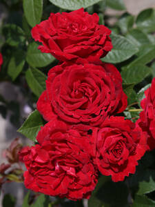 Dekoratives Vorschaubild des Artikels "Strauchrose Lucky Red�" (Bildbeschreibung ist in Arbeit)