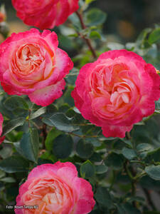 Strauchrose Tucan: (Bildbeschreibung ist in Arbeit)