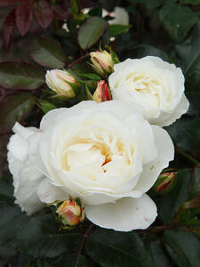 Strauchrose Weie Wolke: (Bildbeschreibung ist in Arbeit)