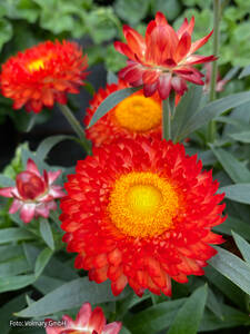 Dekoratives Vorschaubild des Artikels "Strohblume Nevada Fire" (Bildbeschreibung ist in Arbeit)