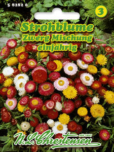 Samen - Strohblume Zwerg-Mischung: (Bildbeschreibung ist in Arbeit)