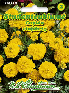 Samen - Studentenblume Cupido: (Bildbeschreibung ist in Arbeit)