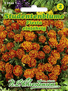 Samen - Studentenblume Fiesta: (Bildbeschreibung ist in Arbeit)