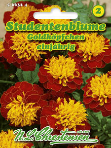 Samen - Studentenblume Goldkpfchen: (Bildbeschreibung ist in Arbeit)