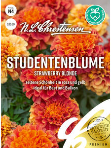 Samen - Studentenblume Strawberry Blonde: (Bildbeschreibung ist in Arbeit)