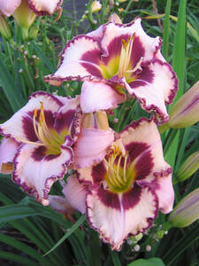 Dekoratives Vorschaubild des Artikels "Taglilie Purple Flame" (Bildbeschreibung ist in Arbeit)