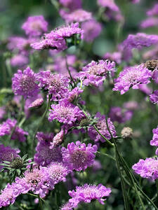 Dekoratives Vorschaubild des Artikels "Tauben-Skabiose Pink Mist" (Bildbeschreibung ist in Arbeit)