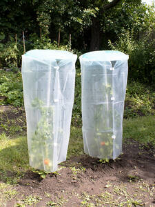 Tomatenhut
