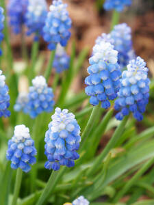Dekoratives Vorschaubild des Artikels "Traubenhyazinthe Mountain Lady" (Bildbeschreibung ist in Arbeit)