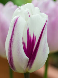 Blumenzwiebeln - Triumph-Tulpe Flaming Flag