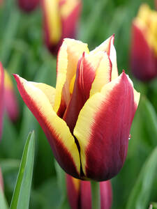 Blumenzwiebeln - Triumph-Tulpe Gavota: (Bildbeschreibung ist in Arbeit)