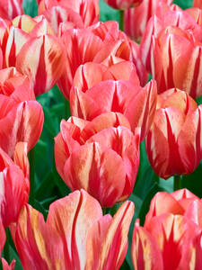 Blumenzwiebeln - Triumph-Tulpe Spryng Break: (Bildbeschreibung ist in Arbeit)