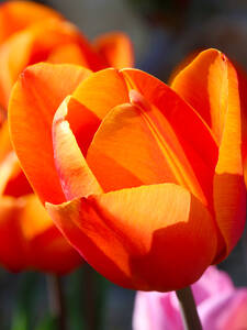 Blumenzwiebeln - Triumph-Tulpe Vronique Sanson