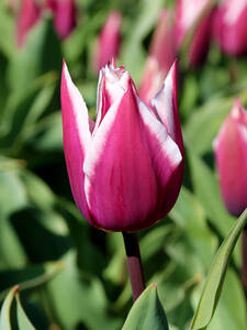 Dekoratives Vorschaubild des Artikels "Triumph-Tulpen Synaeda Blue" (Bildbeschreibung ist in Arbeit)