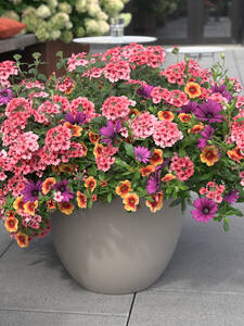 Trixi Daisy Dancer: (Bildbeschreibung ist in Arbeit)